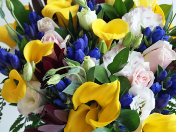 Cuddly 'n blue flowers delivery - Flowers Auckland
